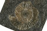 Dactylioceras Ammonite Fossil - Posidonia Shale, Germany #304963-1